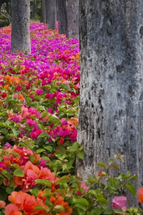 Framed Print : North America, USA, Hawaii, Maui. Colorful Bougainvillea on park grounds in Maui Framed Print : North America, USA, Hawaii, Maui. Colorful Bougainvillea on park grounds in Maui
