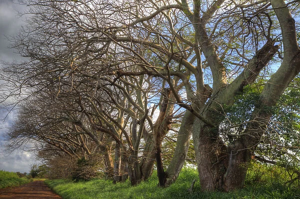 North America, USA, Hawaii, Maui. Trees lining a plantation road