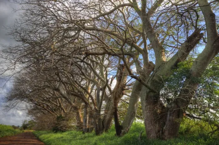 Framed Print : North America, USA, Hawaii, Maui. Trees lining a plantation road Framed Print : North America, USA, Hawaii, Maui. Trees lining a plantation road