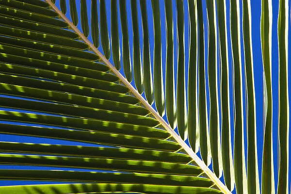 North America, USA, Hawaii, Oahu. Palm leaf with shadows