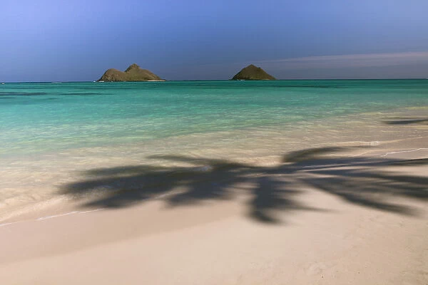 North America, USA, Hawaii, Oahu. Shadow of a palm tree on the sand at Waimanalo