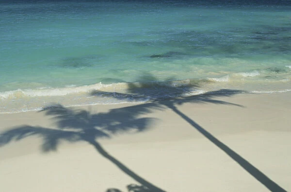 North America, USA, Hawaii. Palm shadows on tropical beach