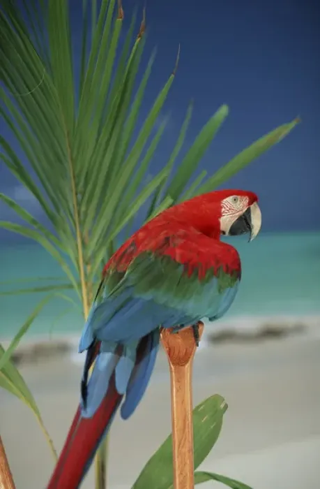 Framed Print : North America, USA, Hawaii. Parrot Framed Print : North America, USA, Hawaii. Parrot