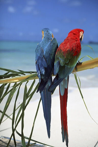 North America, USA, Hawaii. Parrots on palm