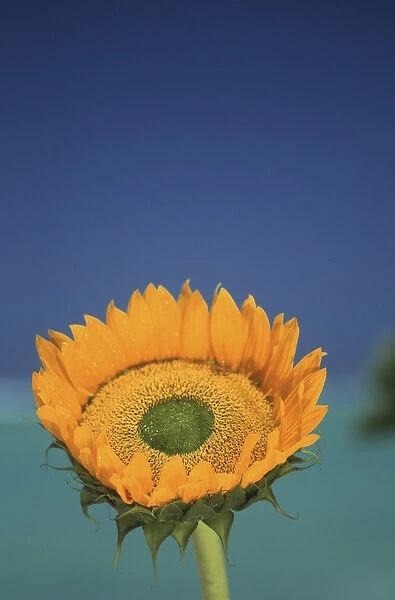 North America, USA, Hawaii. Sun flower detail