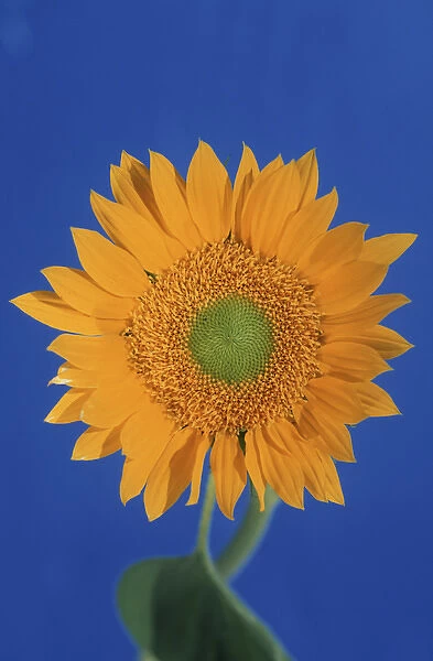 North America, USA, Hawaii. Sunflower detail