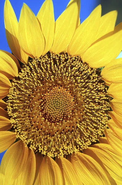 North America, USA, Hawaii. Sunflower details
