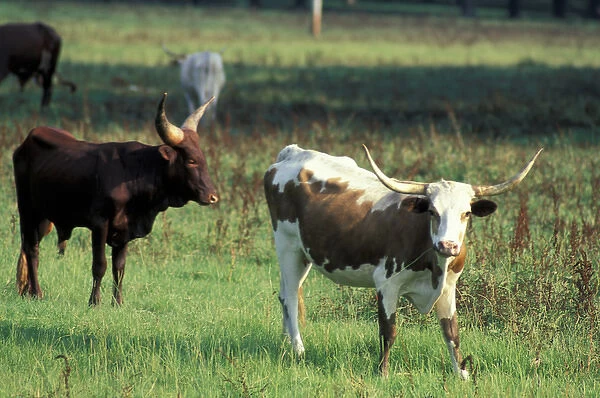 North America, USA, Idaho. Cattle