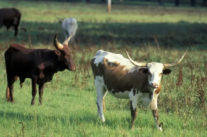 Framed Print : North America, USA, Idaho. Cattle Framed Print : North America, USA, Idaho. Cattle