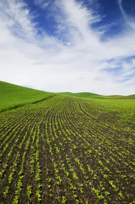 Framed Print : North America, USA, Idaho, Palouse Country, Spring Field of Peas and Wheat Running through Framed Print : North America, USA, Idaho, Palouse Country, Spring Field of Peas and Wheat Running through