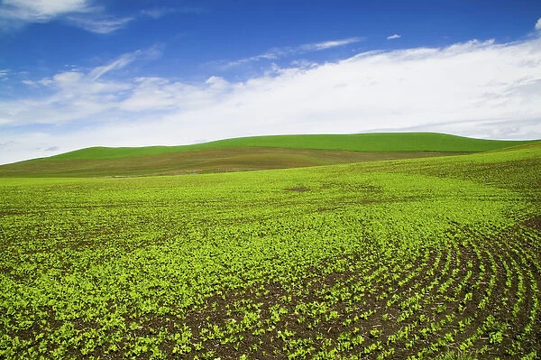 North America, USA, Idaho, Palouse Country, Spring Field of Peas and Wheat Running through