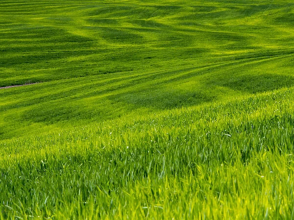 North America; USA; Idaho; Palouse Country; Rolling Green Hills of Spring Wheat