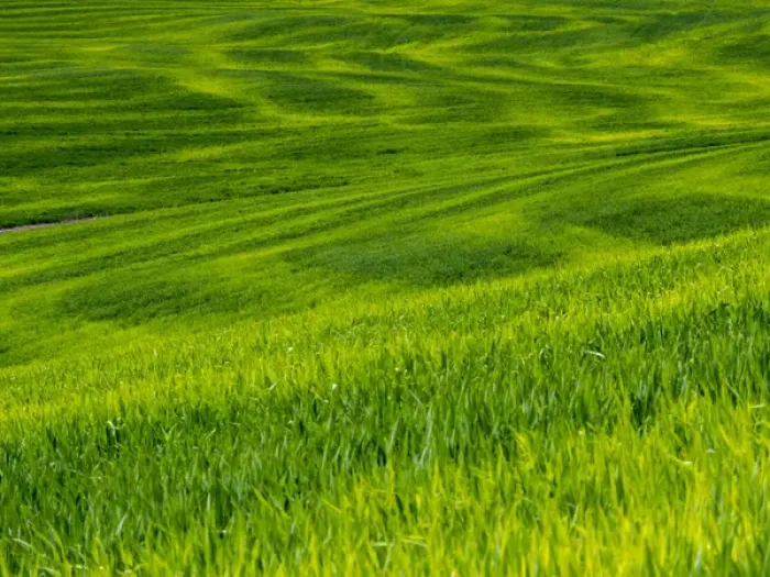 Framed Print : North America; USA; Idaho; Palouse Country; Rolling Green Hills of Spring Wheat Framed Print : North America; USA; Idaho; Palouse Country; Rolling Green Hills of Spring Wheat