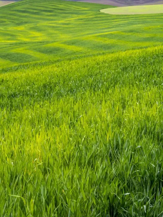 Framed Print : North America; USA; Idaho; Palouse Country; Rolling Green Hills of Spring Wheat