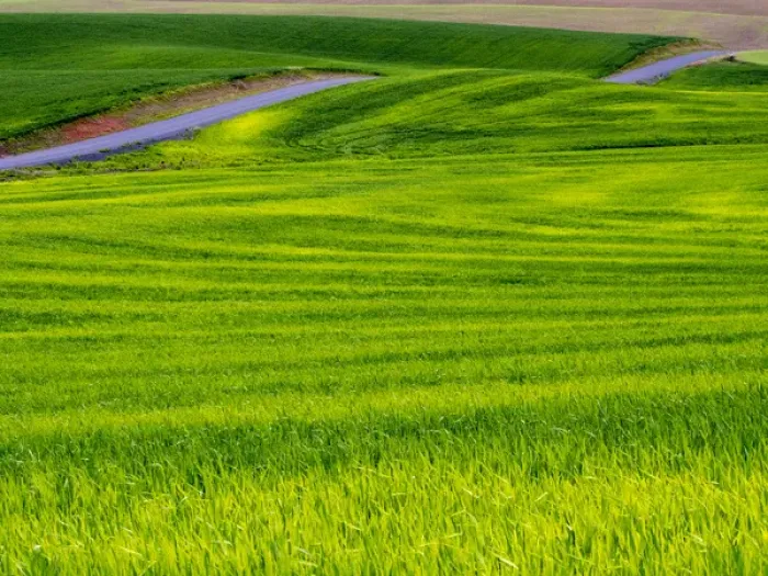 Framed Print : North America; USA; Idaho; Palouse Country; Rolling Green Hills of Spring Wheat With