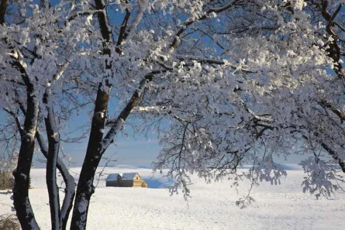 Framed Print : North America; USA; Idaho; Snow covered Trees with Old Barn Framed Print : North America; USA; Idaho; Snow covered Trees with Old Barn