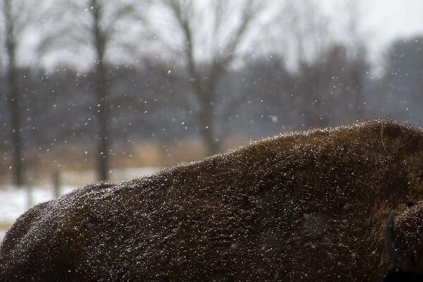 North America, USA, Illinois, Batavia. American Bison in snow at Fermilab, Batavia
