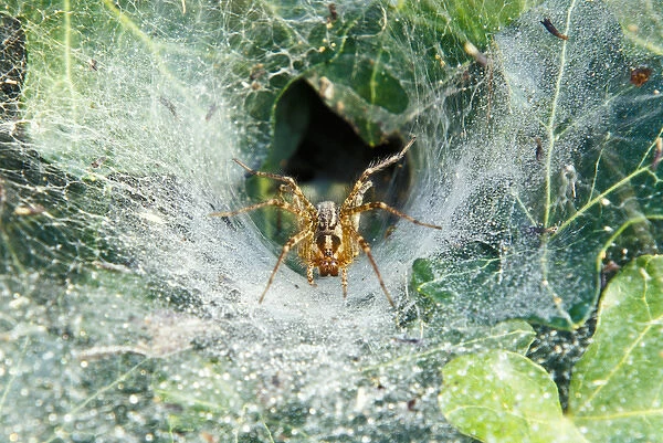 North America, USA, Kentucky, Louisville. Grass Spider in funnel web (Agelenopsis sp)