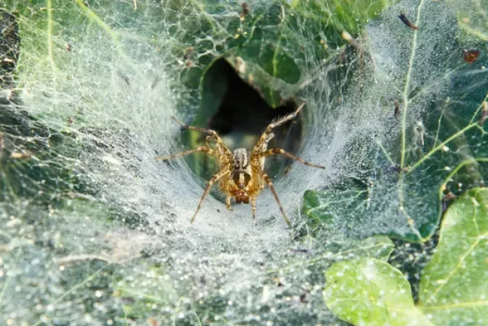 Framed Print : North America, USA, Kentucky, Louisville. Grass Spider in funnel web (Agelenopsis sp)