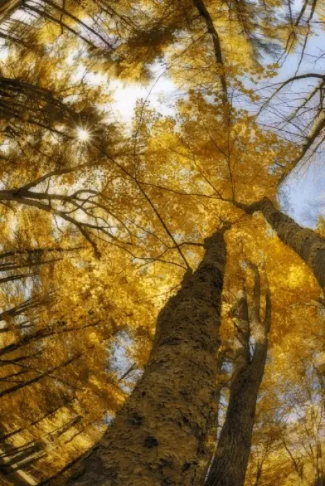 Framed Print : North America, USA, Maine, Bethel, digitally altered tall trees with golden leaves