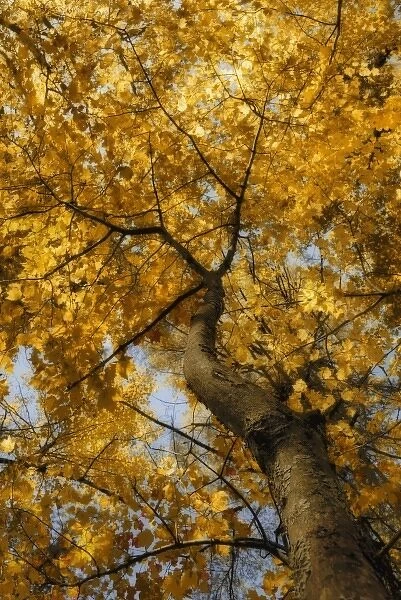 North America, USA, Maine, Bethel, looking up at golden leaves and blue sky through