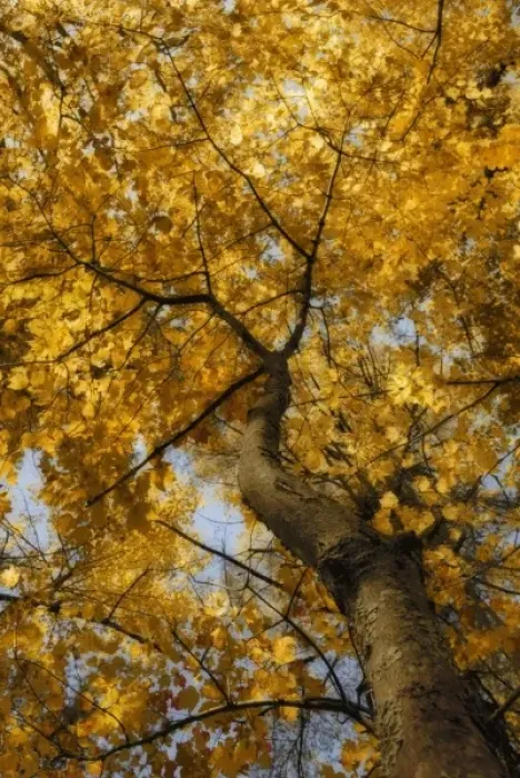 Framed Print : North America, USA, Maine, Bethel, looking up at golden leaves and blue sky through Framed Print : North America, USA, Maine, Bethel, looking up at golden leaves and blue sky through