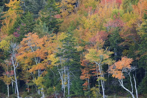 North America, USA, Maine. Fall foliage in Acadia National Park