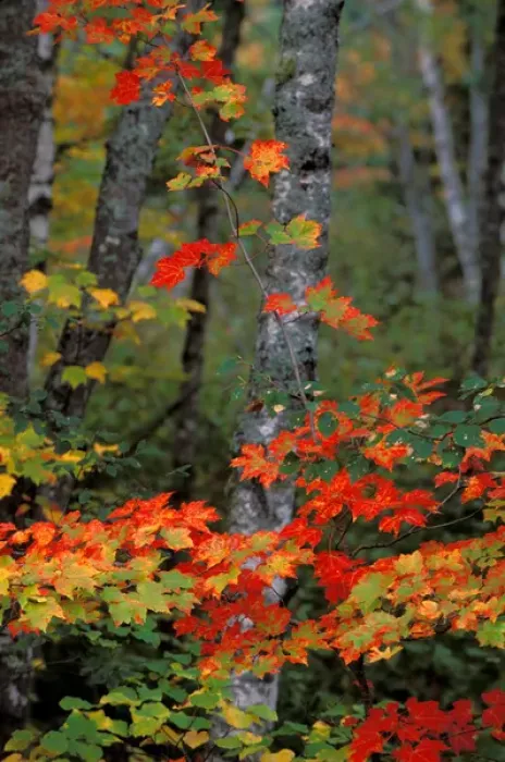 Framed Print : North America; USA; Maine Maple Vine
