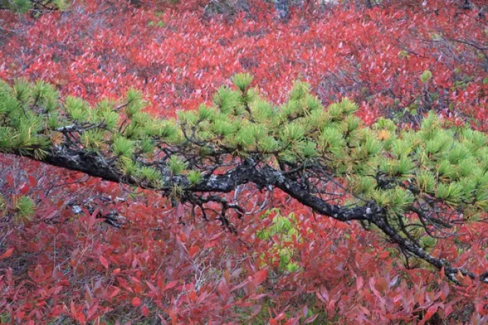 Framed Print : North America, USA, Maine. Pine and blueberry bushes in Acadia National Park Framed Print : North America, USA, Maine. Pine and blueberry bushes in Acadia National Park