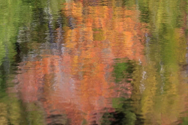 North America, USA, Maine. Refections in a pond