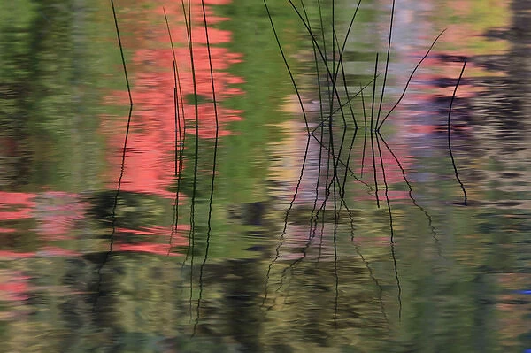 North America, USA, Maine. Refections and reeds in a pond