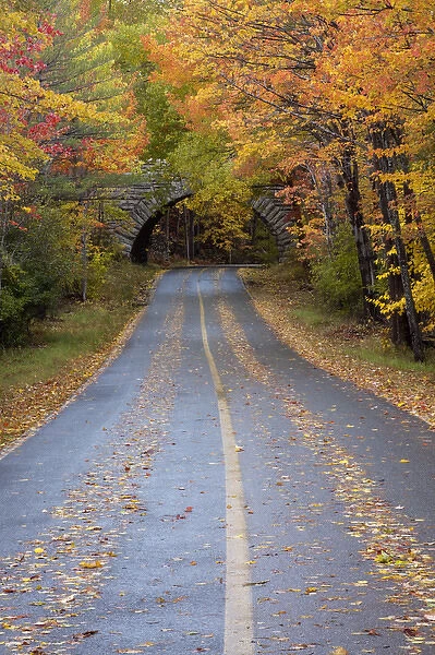 North America, USA, Maine. Road through Acadia National Park in the fall