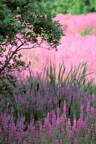 North America, USA, Massachusettes. Summer flowers, Purple Lythrum