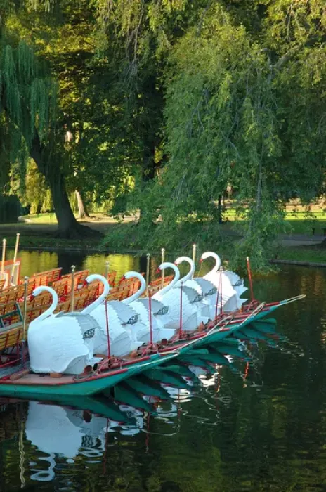 Framed Print : North America, USA, Massachusetts, Boston, swan boats in public garden Framed Print : North America, USA, Massachusetts, Boston, swan boats in public garden