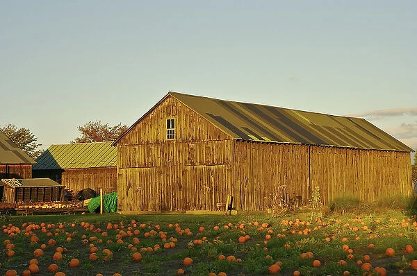 North America, USA, Massachusetts, Hampshire County. Pumpkins on a farm in the Pioneer