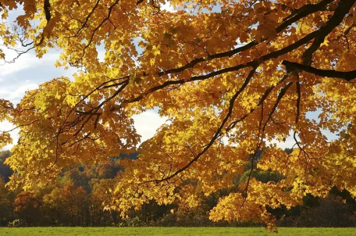 Framed Print : North America, USA, Massachusetts, Shelburne. Bright leaves on the branches of a