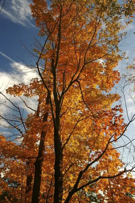 Framed Print : North America, USA, Massachusetts, Shelburne. Bright leaves contrast with a blue sky