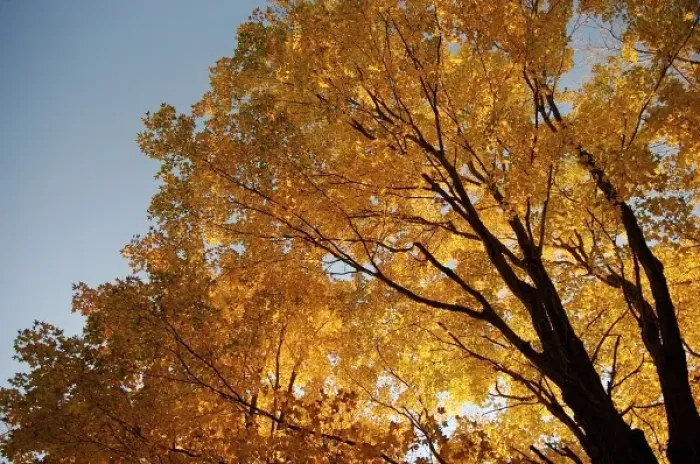 Framed Print : North America, USA, Massachusetts, Shelburne. Sunlight peaks through fall foliage