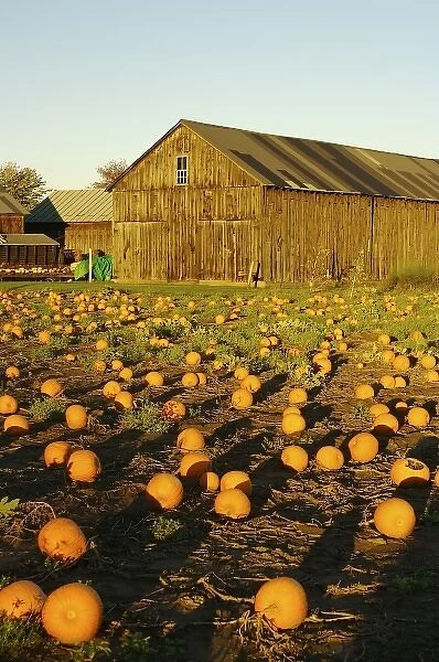 North America, USA, Massachusetts, Hampshire County. Pumpkins on a farm in the Pioneer