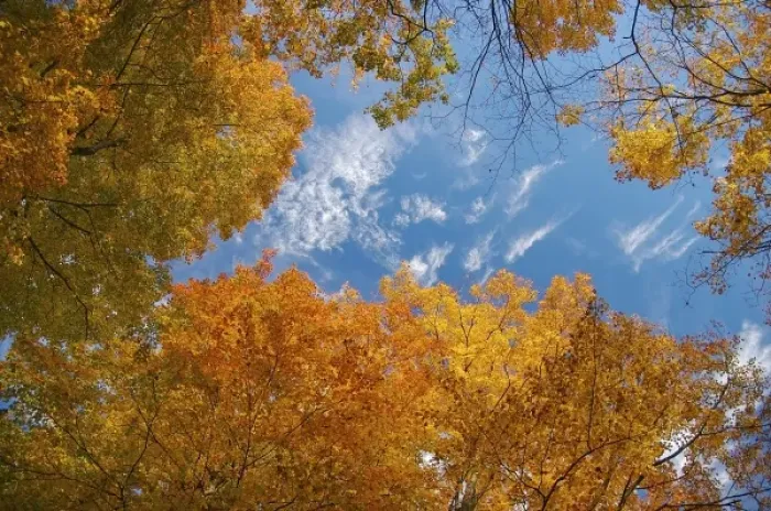 Framed Print : North America, USA, Massachusetts, Shelburne. Looking up at bright fall leaves