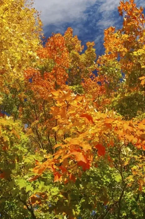 Framed Print : North America, USA, Massachusetts, Shelburne. Bright autumn foliage against the blue sky