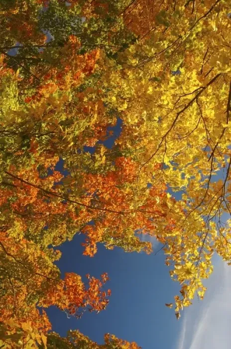 Framed Print : North America, USA, Massachusetts, Shelburne. Bright autumn foliage against the blue sky