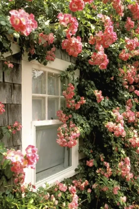 Framed Print : North America, USA, Massachusetts, Nantucket Island, Siasconset. Summer roses and cottage Framed Print : North America, USA, Massachusetts, Nantucket Island, Siasconset. Summer roses and cottage