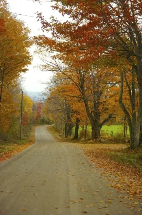 Framed Print : North America, USA, Massachusetts, Shelburne. Bright autumn foliage over a winding dirt road