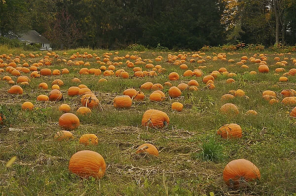 North America, USA, Massachusetts, Deerfield. Pumpkin patch