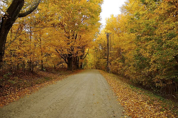 North America, USA, Massachusetts, Shelburne. A dirt road passes through autumn scenery