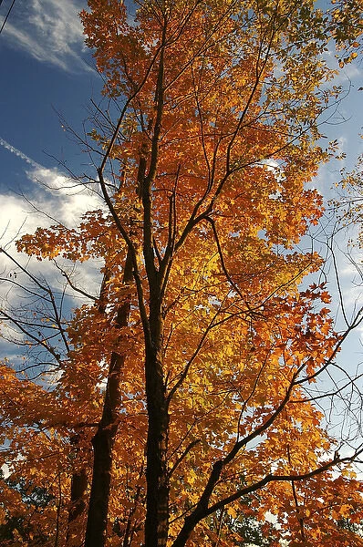 North America, USA, Massachusetts, Shelburne. Bright leaves contrast with a blue sky