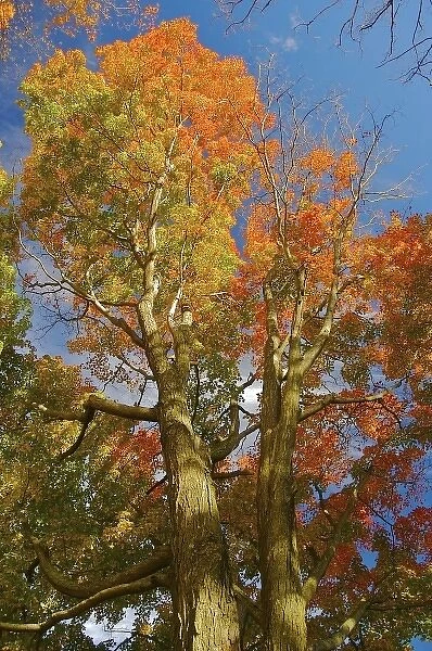 North America, USA, Massachusetts, Shelburne. Bright autumn foliage against the blue sky