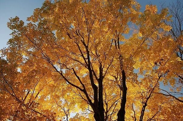 North America, USA, Massachusetts, Shelburne. Sunlight peaks through fall foliage