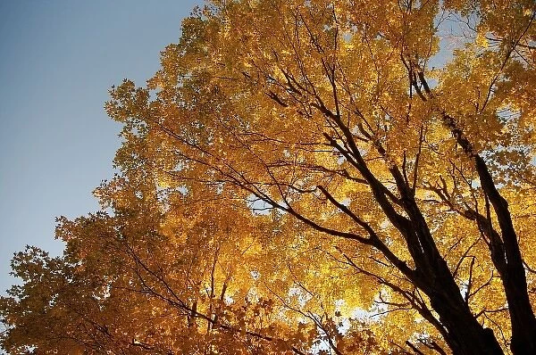 North America, USA, Massachusetts, Shelburne. Sunlight peaks through fall foliage